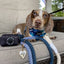 Dog Rope Leash - Ombre Blue