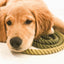 Dog Rope Leash - Ombre Olive