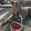 Dog Rope Leash - Ombre Pink