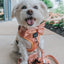 Dog Adjustable Harness - Apple Cider