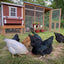 Medium Chicken Coop - Up to 10 Chickens