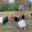 Medium Chicken Coop - Up to 10 Chickens