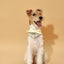 Bowtiful Garden Butter Yellow Floral Bandana