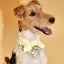 Bowtiful Garden Butter Yellow Floral Bandana