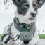 Dog Collar - Reflection