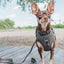 Dog Leash - Reflection