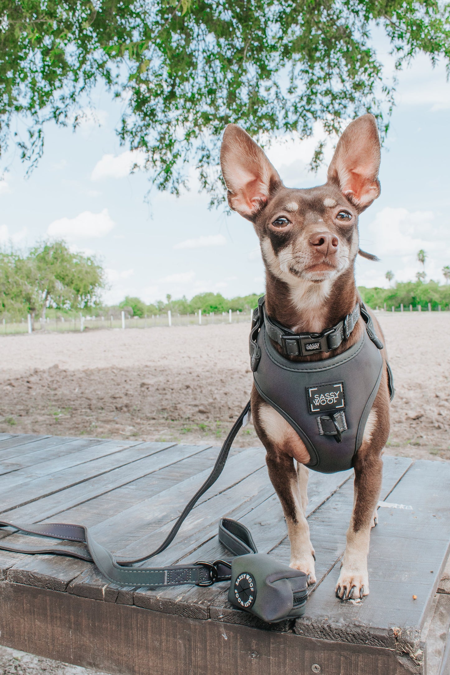 Dog Leash - Reflection
