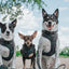 Dog Adjustable Harness - Reflection