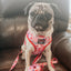 Dog Adjustable Harness - Mean Girls™