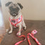 Dog Collar - Mean Girls™