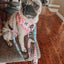Dog Adjustable Harness - Candy Cane Coquette