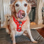 Dog Adjustable Harness - Sleigh Baby Sleigh