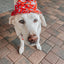 Dog Bucket Hat - Disney's 101 Dalmatians