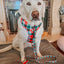 Dog Collar - Jingle Barks