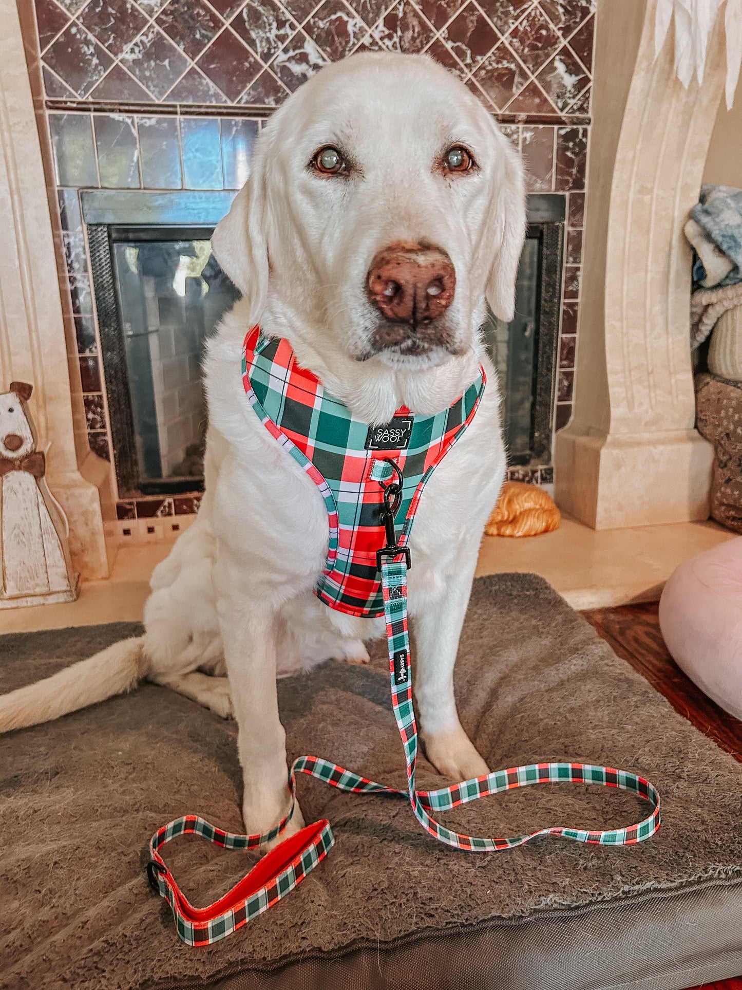 Dog Collar - Jingle Barks