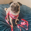 Dog Leash - Mean Girls™