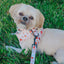 Dog Leash - P.S. I Woof You
