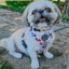 Dog Collar - Spunky Shih Tzus