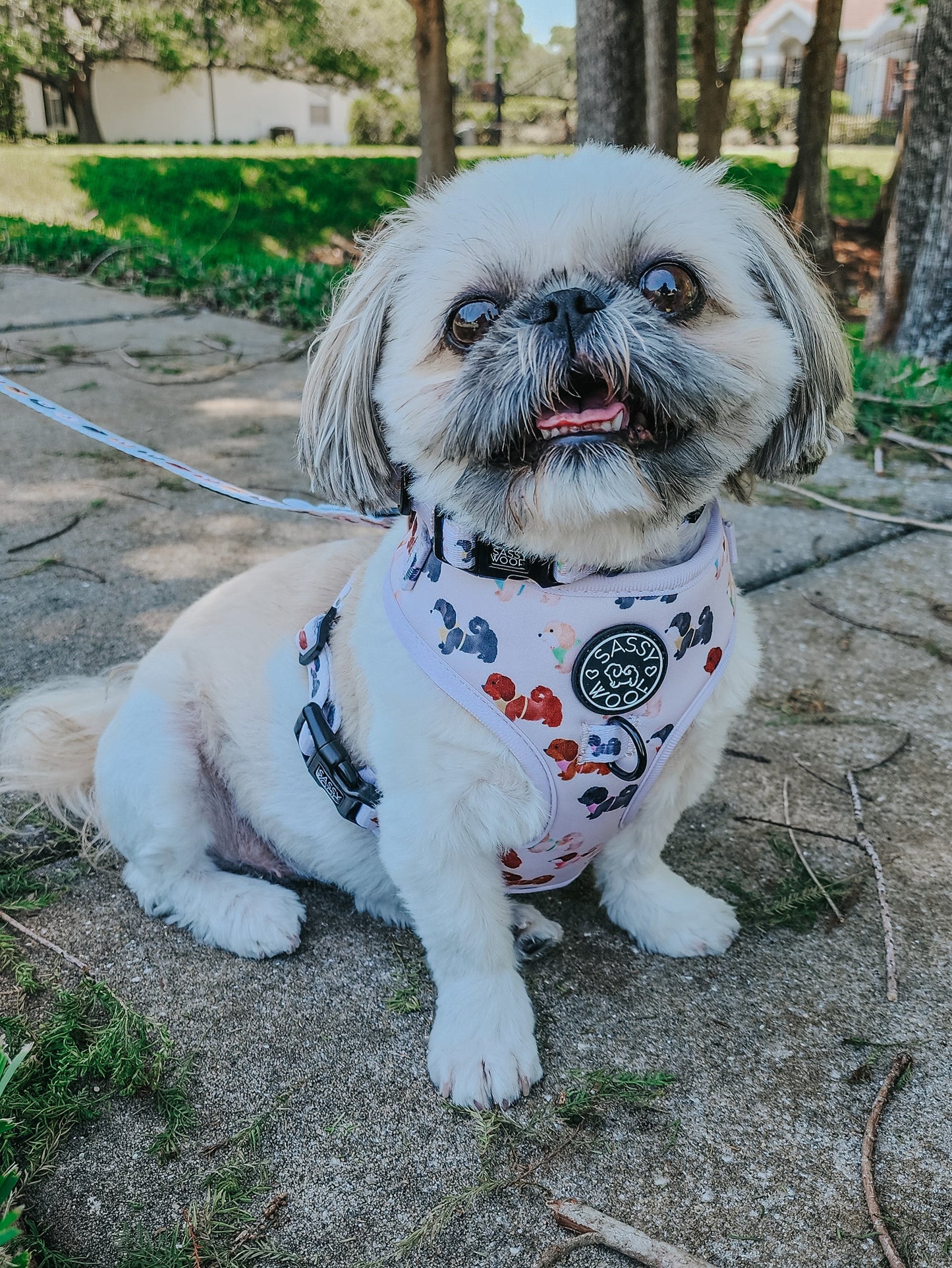 Dog Collar - Spunky Shih Tzus