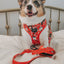 Dog Collar - Sleigh Baby Sleigh