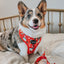 Dog Adjustable Harness - Sleigh Baby Sleigh