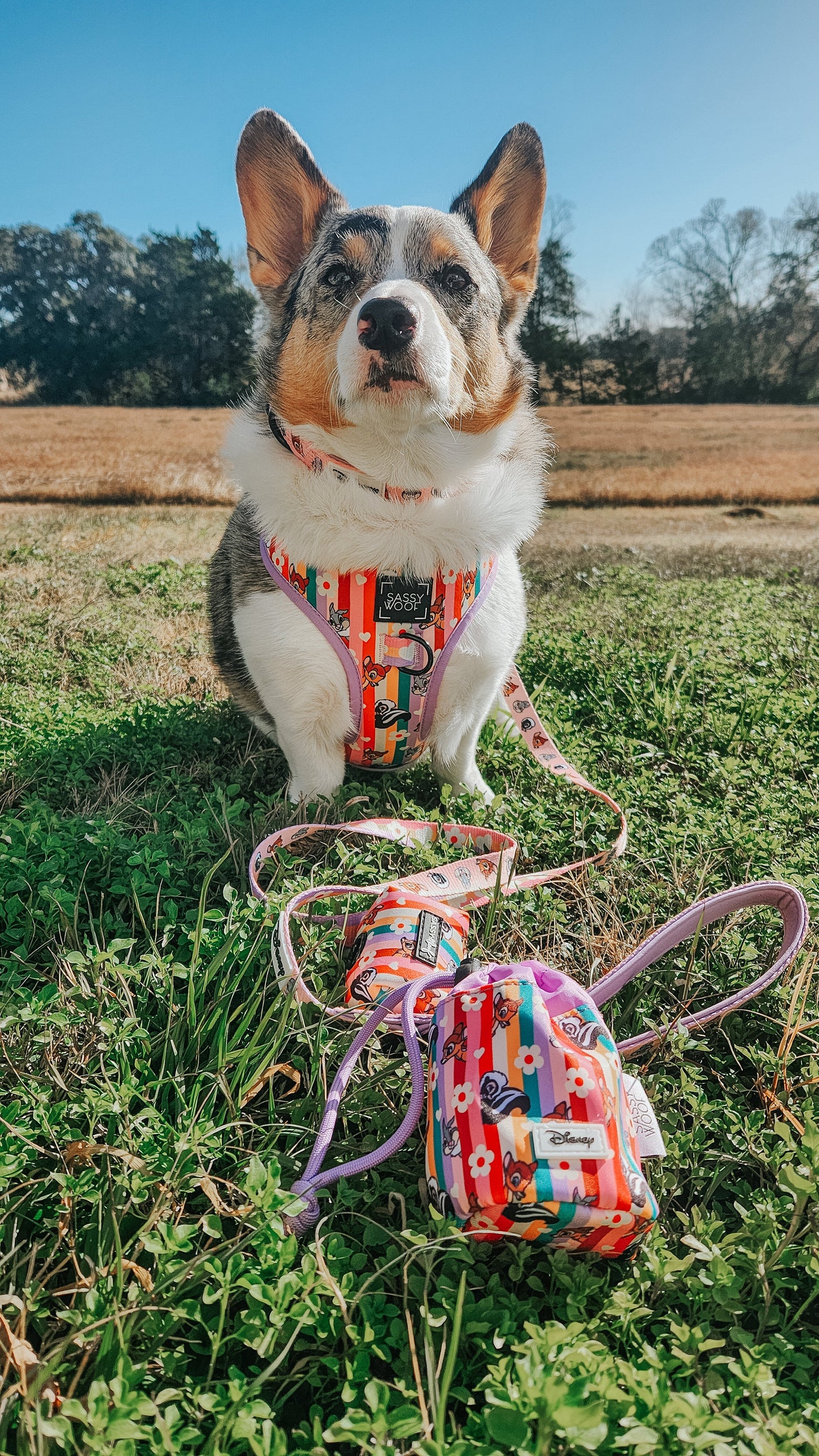 Dog Collar - Disney's Bambi
