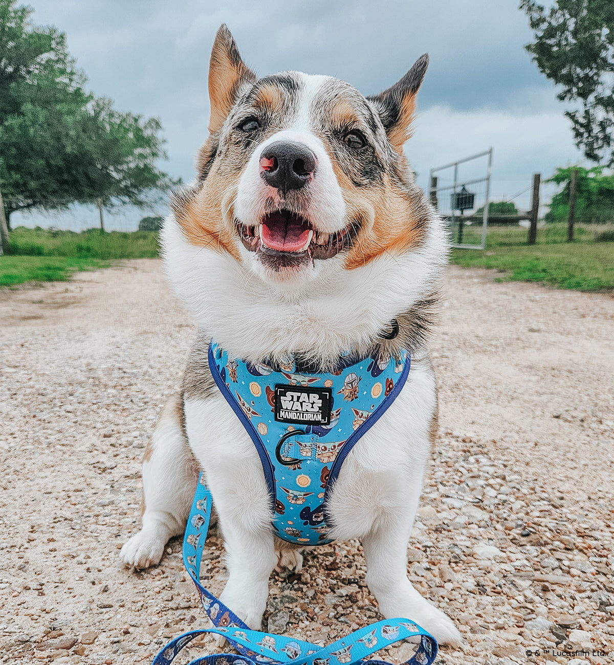 Dog Adjustable Harness - STAR WARS™ The Mandalorian™