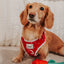 Dog Adjustable Harness - Little Love