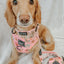 Dog Adjustable Harness - Out of Office