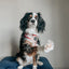 Dog Adjustable Harness - Harry Potter™ Marauder's Map™