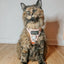 Cat Step-In Harness - Smitten Kittens