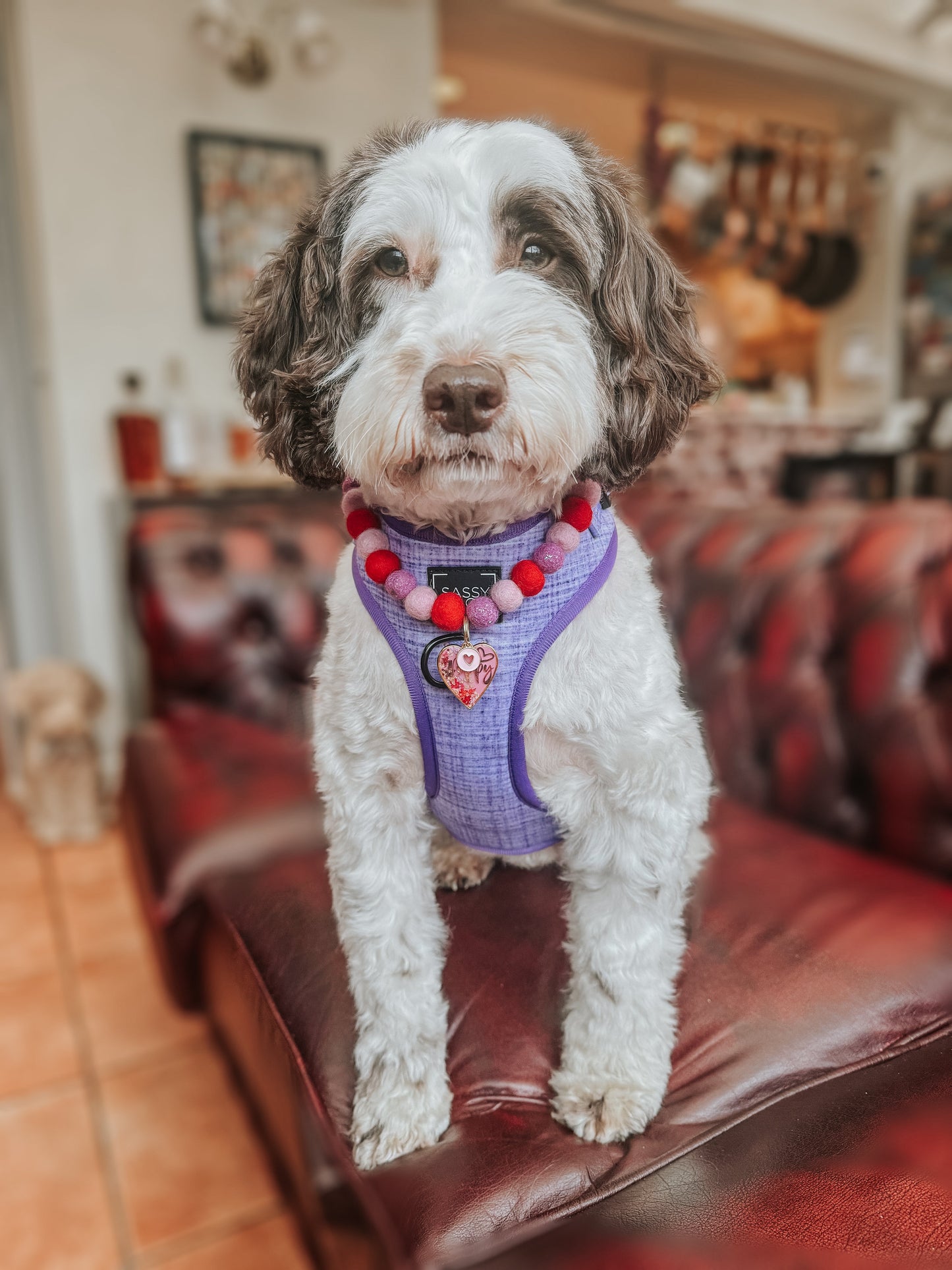 Dog Adjustable Harness - Aurora
