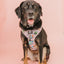 Collar Tag - Bubbles™