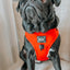 Dog Adjustable Harness - Neon Red