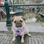 Dog Adjustable Harness - Tea Pawty