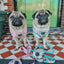 Dog Leash - Mush Love