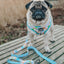 Dog Leash - Mush Love