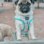 Dog Adjustable Harness - Mush Love