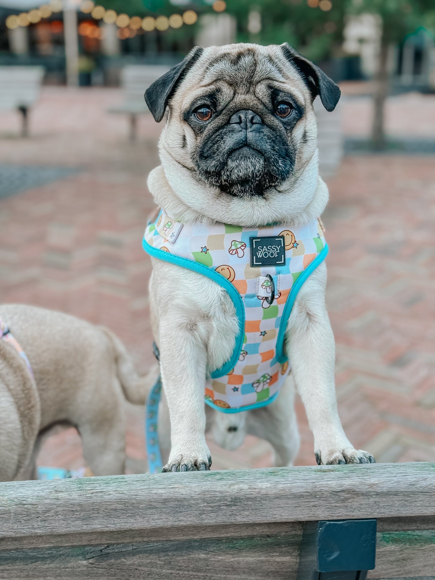 Dog Adjustable Harness - Mush Love