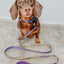Dog Leash - Mojo Jojo™