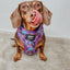 Dog Adjustable Harness - Mojo Jojo™