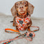 Dog Leash - Pie There!