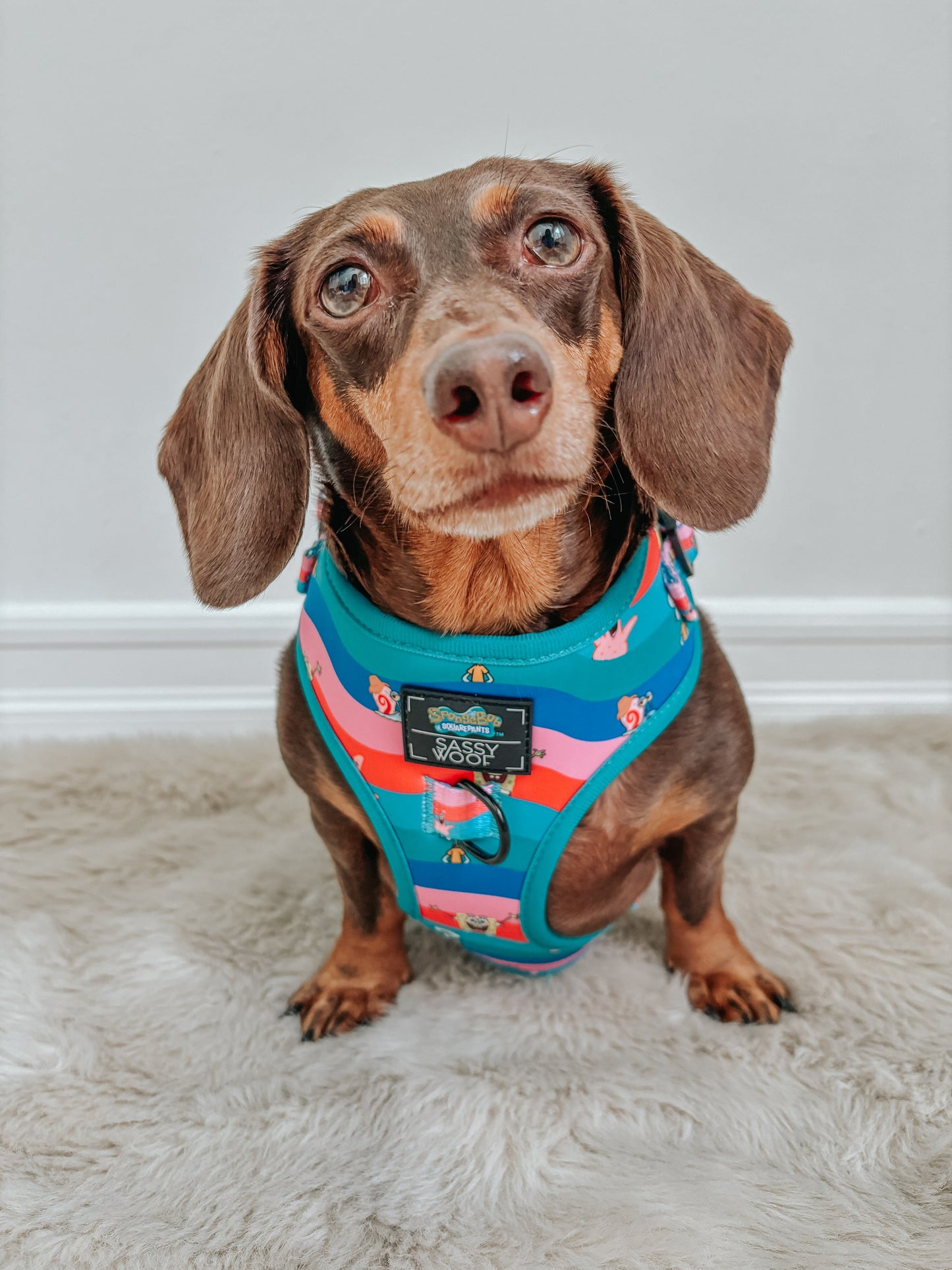 Dog Adjustable Harness - SpongeBob SquarePants™ and Friends