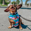 Dog Collar - SpongeBob SquarePants™ and Friends