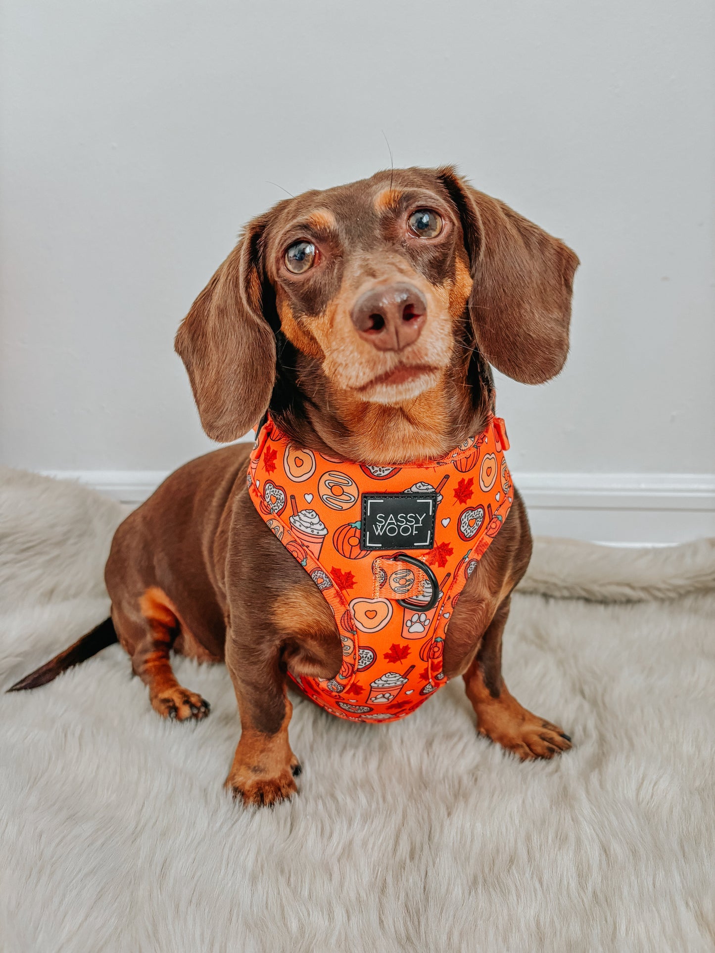 Dog Adjustable Harness - Pupkin Donuts