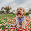 Dog Adjustable Harness - Nickelodeon Rugrats™