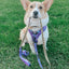 Dog Leash - Mojo Jojo™