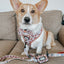 Dog Leash - STAR WARS™ The Rebel Alliance