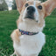 Dog Collar - Mojo Jojo™