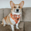 Dog Adjustable Harness - Garfield™